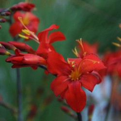 Crocosmia 'Orangeade'