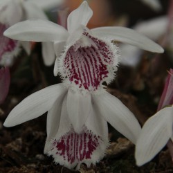 Pleione humile