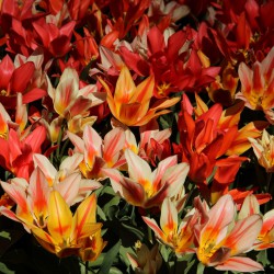 Tulipa -Fun Colors- ®