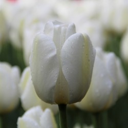 Tulipa 'Angels Wish'