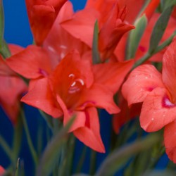 Gladiolus nanus 'Amanda Mahy'