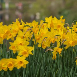 Narcis 'California' 100 stuks