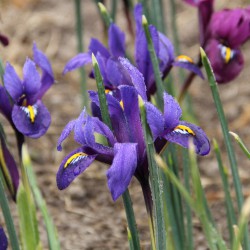 Iris reticulata 'Blue Hill'