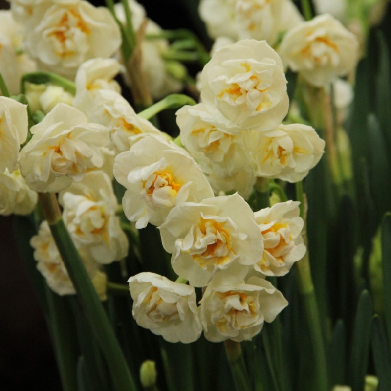 Narcissus 'Bridal Crown'