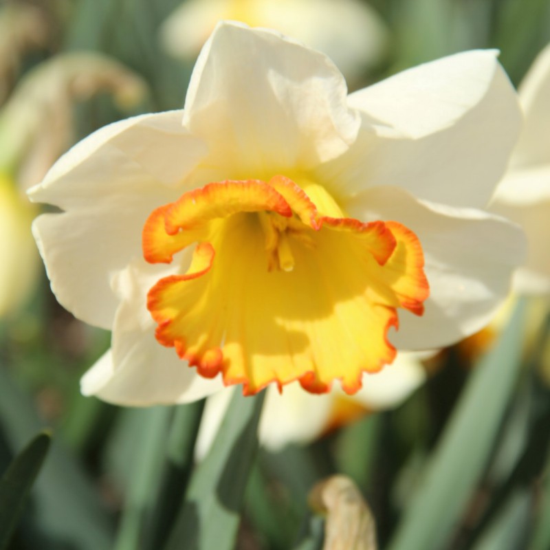 Narcissus 'Full House'