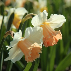 Narcissus 'Pink Parasol'