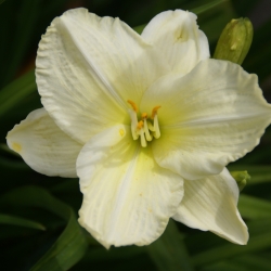 Hemerocallis 'Gentle Shepard'