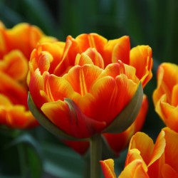 Tulipa 'Crossfire'