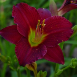 Hemerocallis 'Pardon Me'