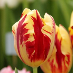 Tulipa 'Grand Perfection'