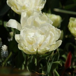Tulipa 'Grobina'