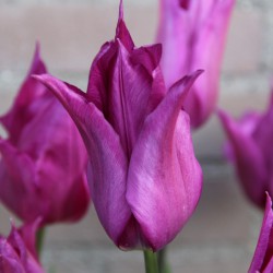 Tulipa 'Purple Dream'®