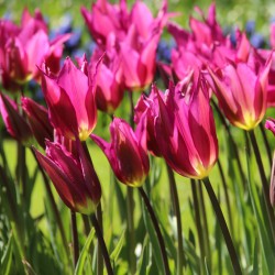 10 oder 20 Lilienblütige Tulpen Purple Dream Tulpenzwiebeln Lieferbar 9.9.19 