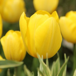 Tulipa 'Yellow Angel'