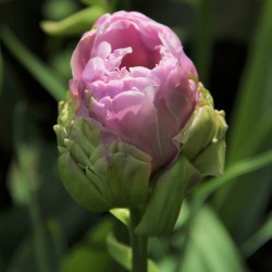 Tulipa 'Violet Pranaa' ®