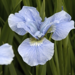 Iris sibirica 'Dear Delight'