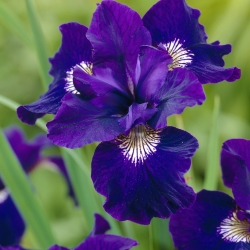 Iris sibirica 'Shirley's Pope'
