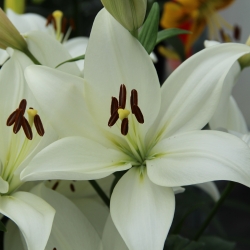 Lilium 'Bright Diamond'