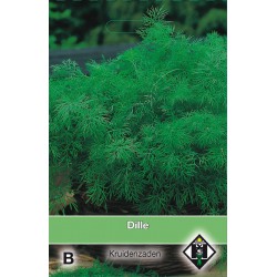 Dille / Anethum   -seeds-