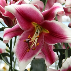 Lilium 'Friso'