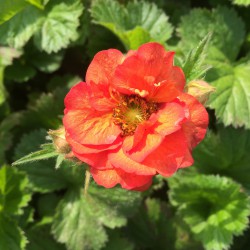 Geum 'Fire Opal'