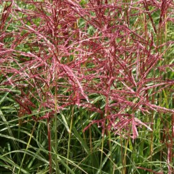 Miscanthus sinensis 'Rotfeder'