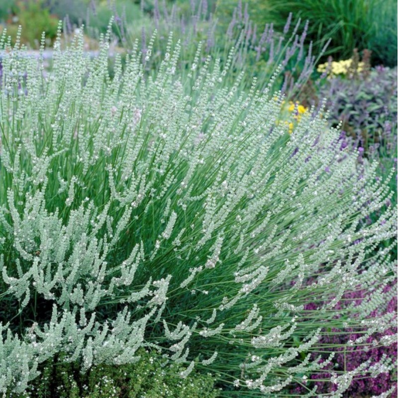 Lavendel Lavandula intermedia Edelweiß Sommerblüher 