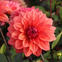 Dahlia 'American Dawn'