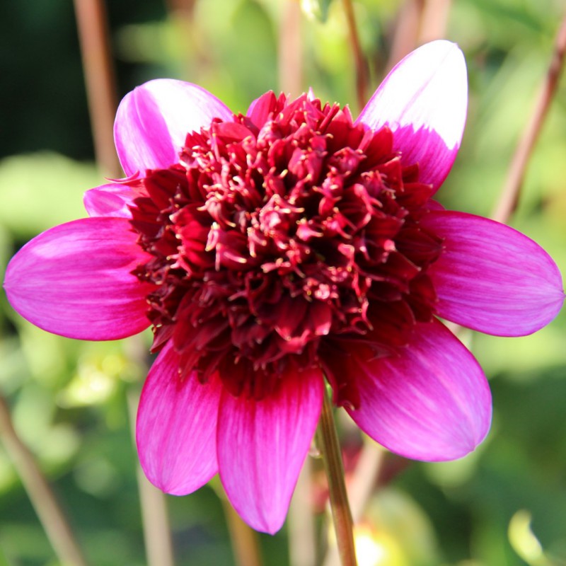 Dahlia ‘Poodle Skirt’