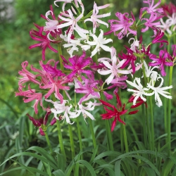 Nerine bowdenii mix
