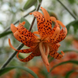 Lilium lancifolium 'Flore...
