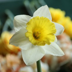 Narcissus 'Stadium' 