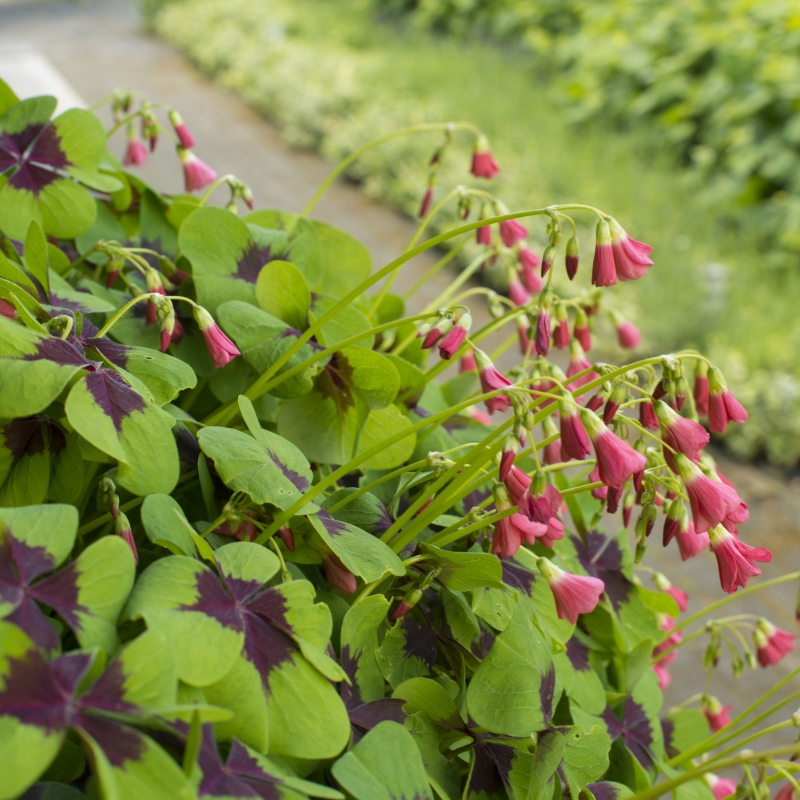 Oxalis deppei 'Iron Cross'
