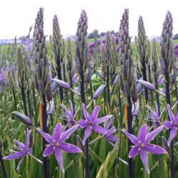 Camassia 'Violet Candle'