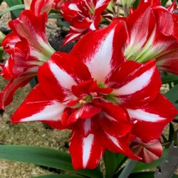 Hippeastrum 'Party Nymph'® 