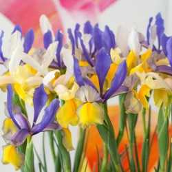Iris hollandica -Mysterious...