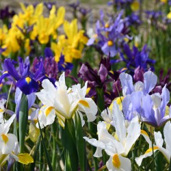 Iris hollandica -mix-