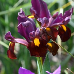 Iris hollandica 'Red Ember'®