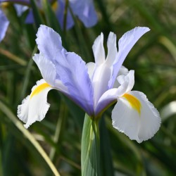 Iris hollandica 'Silvery...