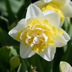 Narcissus 'Doctor Witteveen'