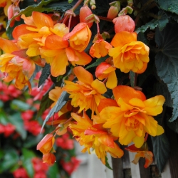 Begonia cascade oranje