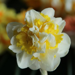 Narcissus 'Lennart'