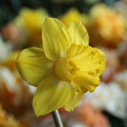 Narcissus 'Sabatinii' 