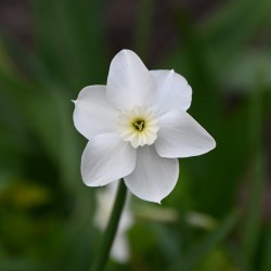 Narcissus 'Xit' 