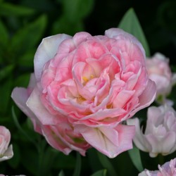 Tulipa 'Angélique'