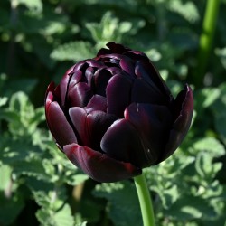 Tulipa 'Black Hero'
