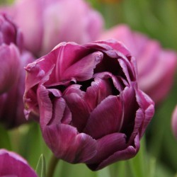 Tulipa 'Blue Diamond'