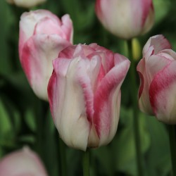 Tulipa 'Blushing Girl'