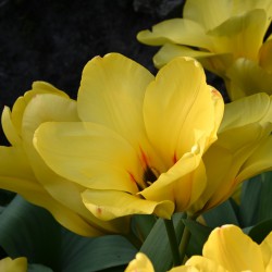 Tulipa 'Easter Parade'