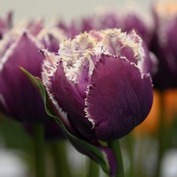 Tulipa 'Fringed Mystery'®